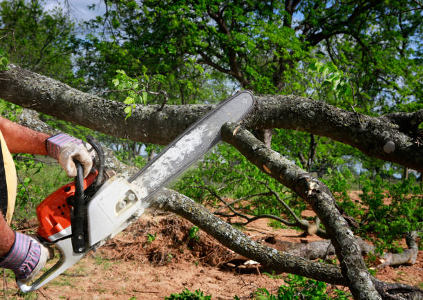 Best Emergency Tree Removal  in Madisonville, LA